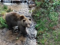 The Alternative Wolf and Bear Park 