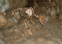 Bärenhöhle